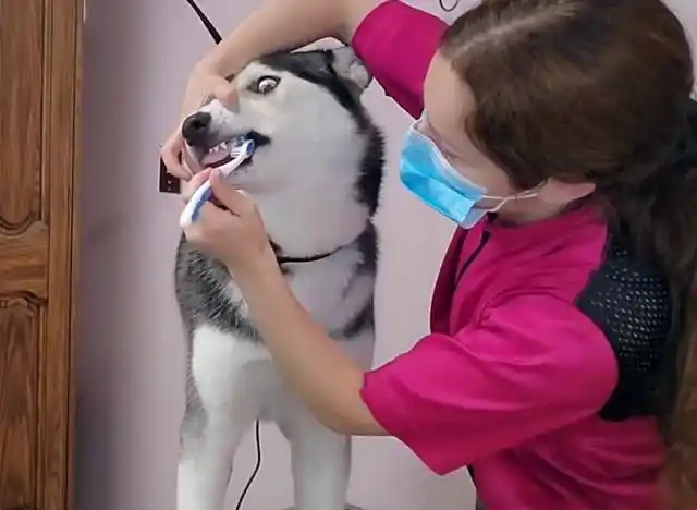 哈士奇刷牙过程太搞笑,全程都是表情包,洗漱完把自己都迷倒了!