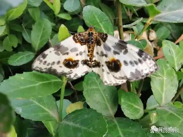 最近爆发 - 丝棉木金星尺蛾abraxas suspecta warren, 1894