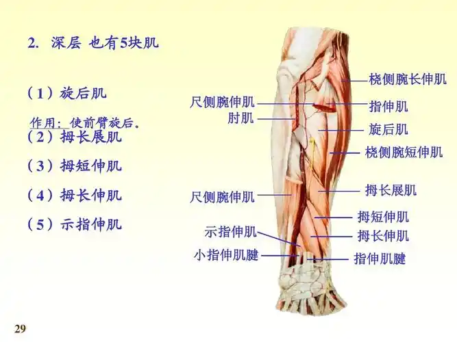 系统解剖学第七版03肌学