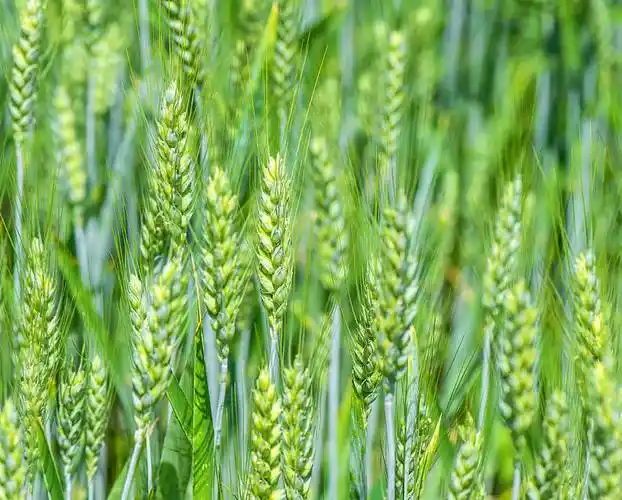 绿色,小麦,地点,特写_高清图片_全景视觉