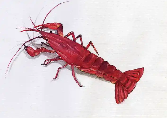 手绘小龙虾|纯艺术|绘画|隐彰 - 原创作品 - 站酷 (zcool)