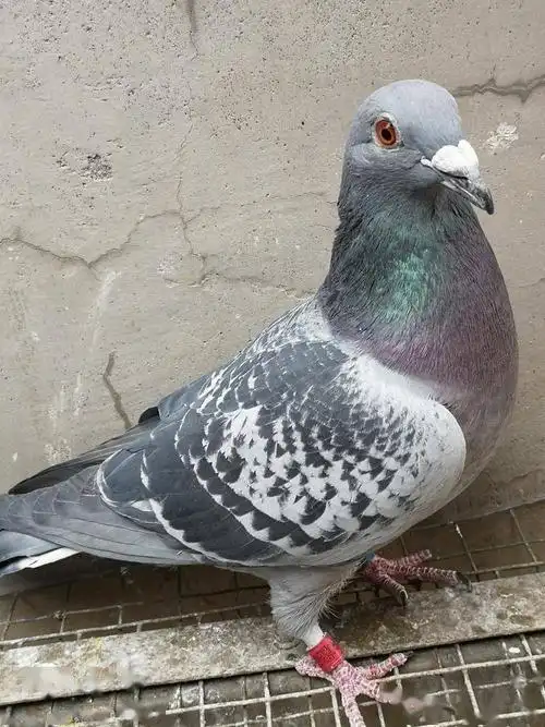 高价天落鸟是真的疯了还是物有所值