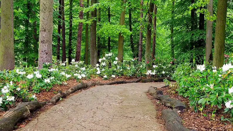 林中小径,小路,树林,白色_高清图片_全景视觉