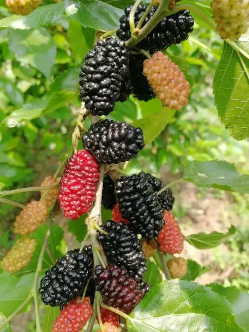 马岭河峡谷百香果果桑采摘园爱的味道 "桑"心等你