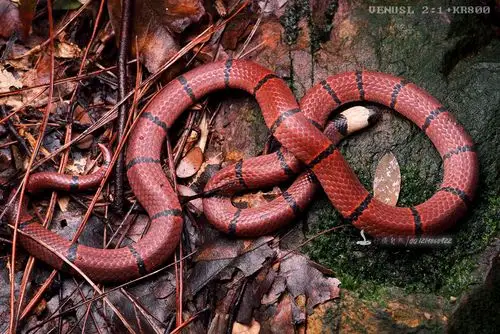 蛇类,最大可达98公分,主要特徵头后方有一宽明显的白色环带,身体红色