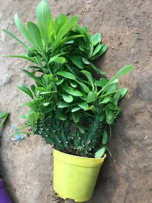 仙人掌盆栽植物玉麒麟麒麟掌吸收多肉植物麒麟掌中苗1820厘米含盆