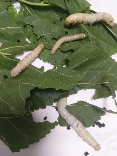 102班金灵萱蚕宝宝成长记