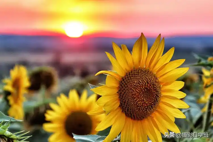 拍向日葵11个万能技巧,向日葵这么拍太美啦!摄影新手也能学会