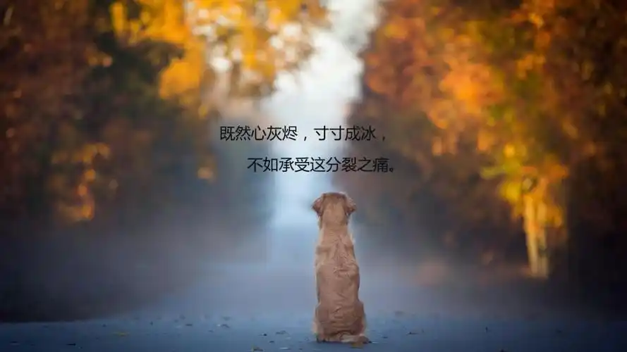 暗示自己要离开的伤感说说