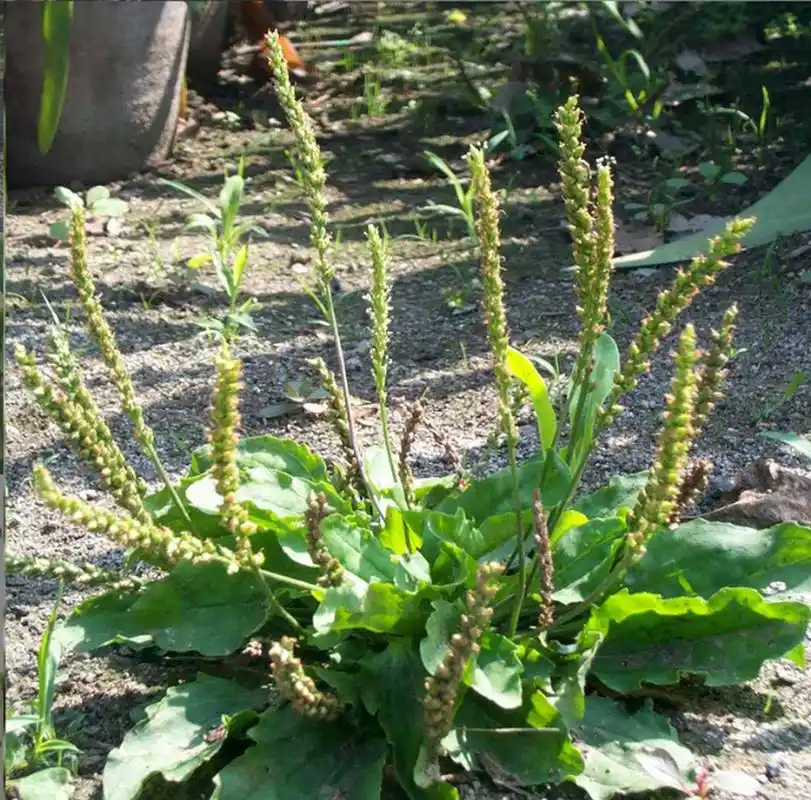 车前草是一种常见的草药,具有清热解毒,利尿消肿,止咳祛痰等功效,还