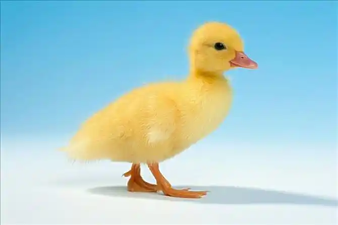 小鸭子图片_图片大全