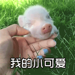 小猪睡觉萌宠我的小可爱gif动图_动态图_表情包下载_soogif