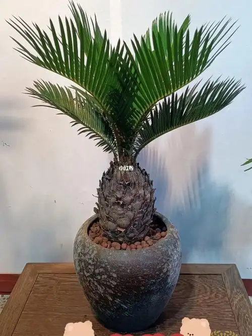 花妍舍铁树盆景