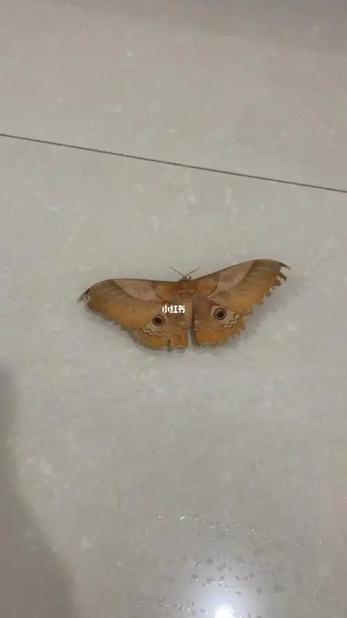 这是什么鬼扑棱蛾子