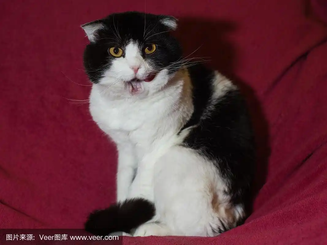 黑白苏格兰折短毛猫