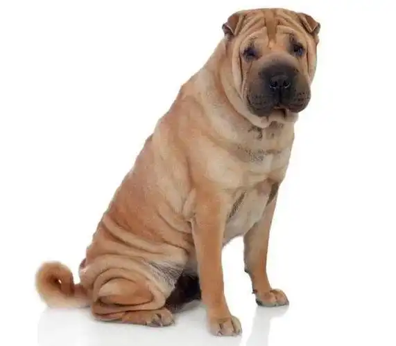 中国沙皮犬,被老外发扬光大的中国本土狗——沙皮犬(中国沙皮犬性格)