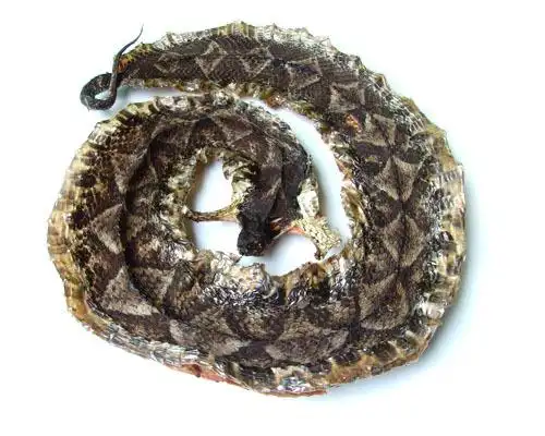 中药制药厂药用蛇干