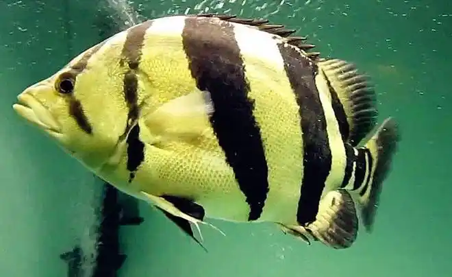 稀有昂贵的观赏鱼泰国虎鱼