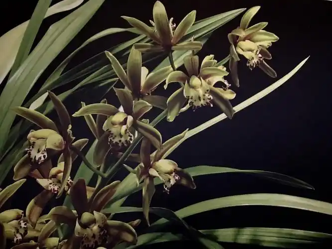 这株是价值千万的兰花,只有一幅图看