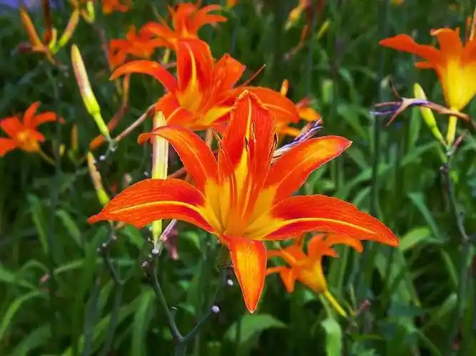 从仙剑3里开扒那些适合做名字的植物!