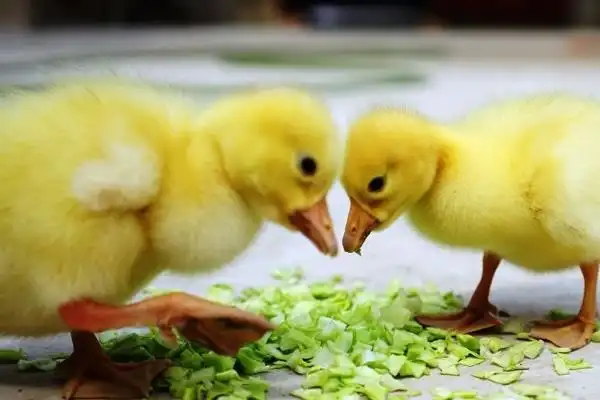 怎么降低雏鹅死亡率需根据强弱进行分群养殖