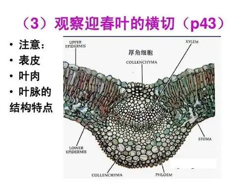 白菜叶脉结构图部位