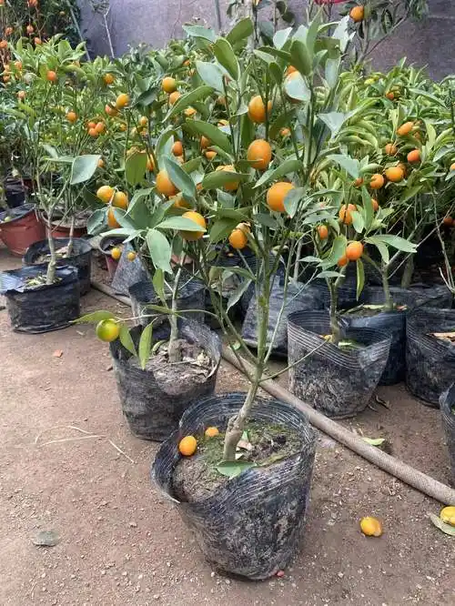 金桔树苗金桔苗小金桔子树盆栽地栽橘子苗可食用四季带果果树苗