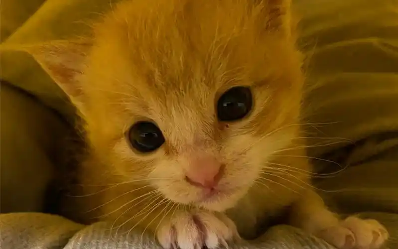 金丝虎_哔哩哔哩 (゜-゜)つロ 干杯~-bilibili