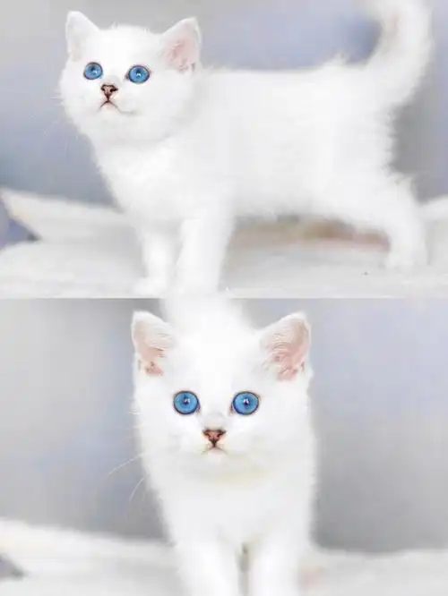 超级可爱的银点猫咪找领养杭州萧山