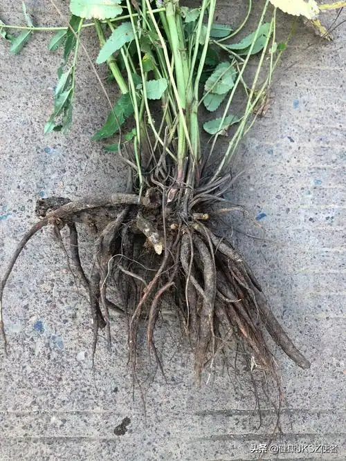 地榆的功效与作用归经-我的快乐小窝