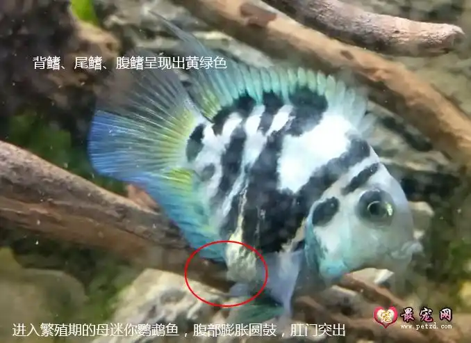 迷你鹦鹉鱼公母分辨图解 迷你鹦鹉鱼繁殖前兆