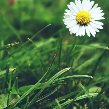 清新花朵微信头像图片 有意境能带来好运的-唯美头像