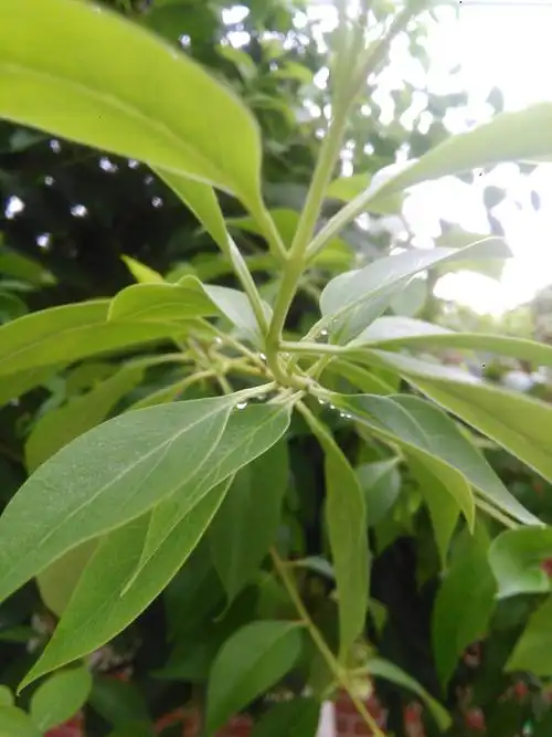 女贞子树甜如蜜的植物奶