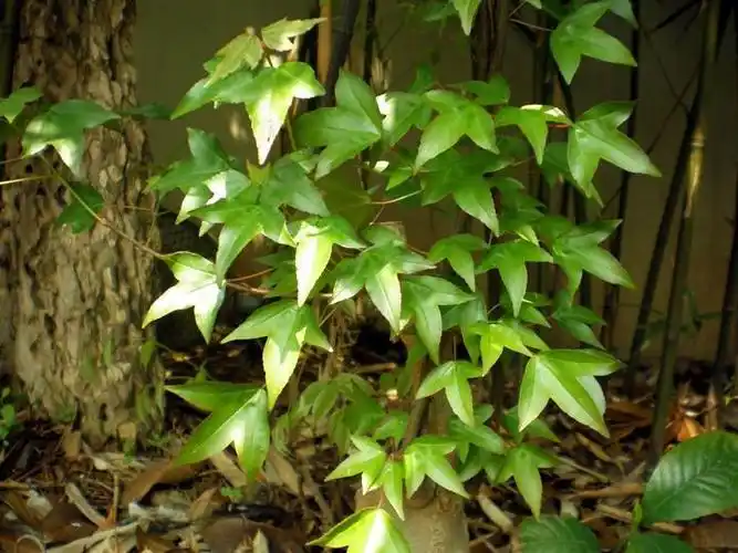 江西三角枫供应|江西三角枫基地