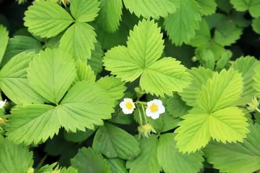草莓 草莓花 草莓叶子图片
