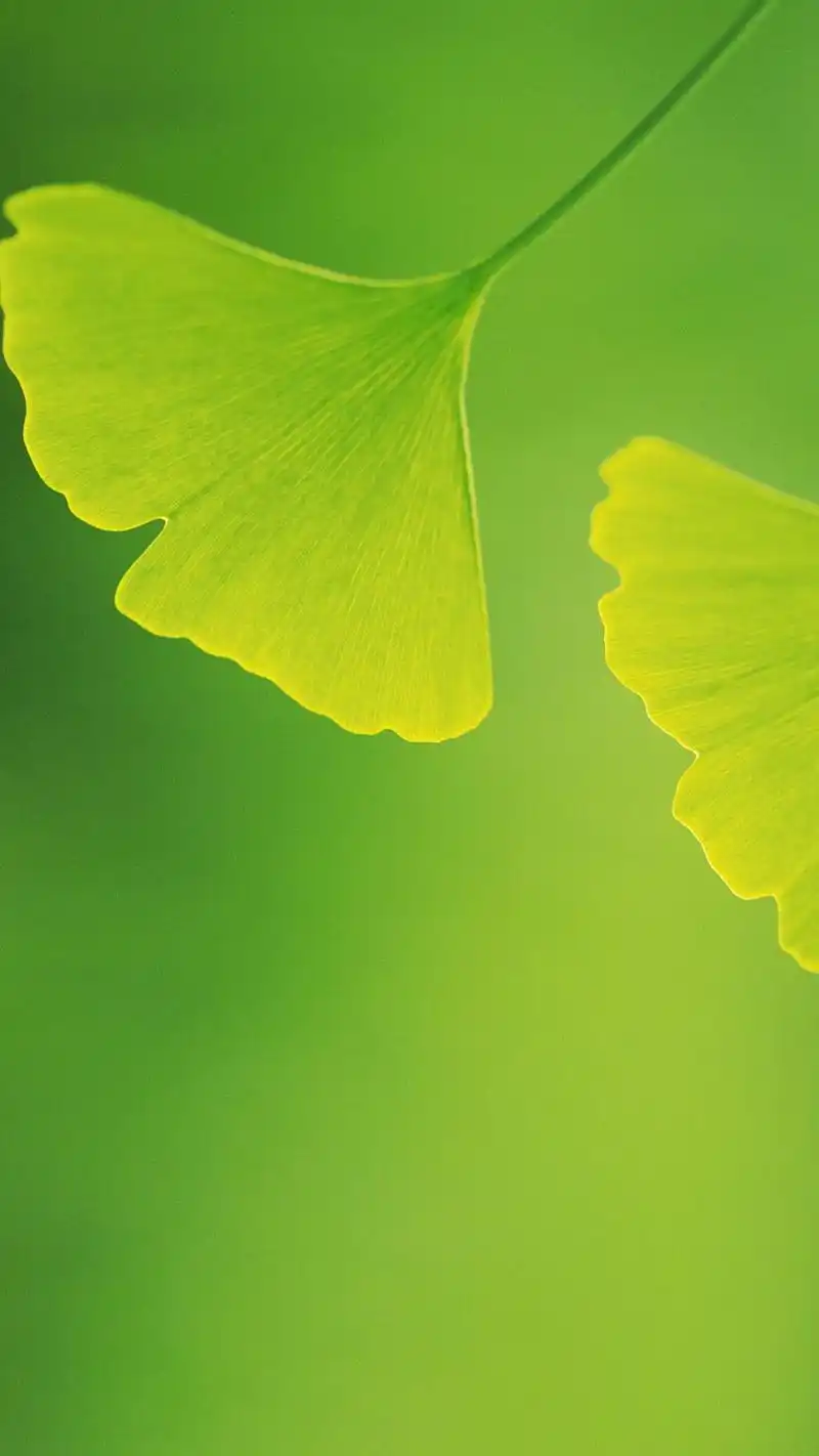 32张绿色养眼微信700聊天背景图片大全决定其中一些头