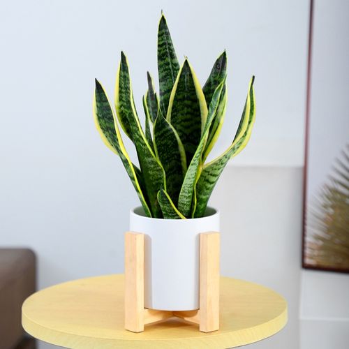 心森岚金边虎皮兰水养盆栽室内桌面植物水培白玉莲花虎尾兰绿植