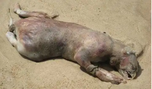 一场网络大猜想:这究竟是蛰伏海底的千年海怪还是一只被拔了毛的死狗?