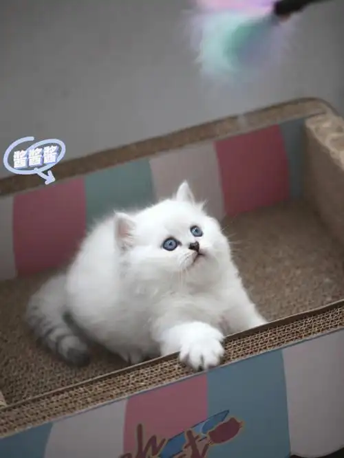 品种:长毛银点性别:弟弟出生日期:10-10成长环境:家庭富长大,胖乎乎现