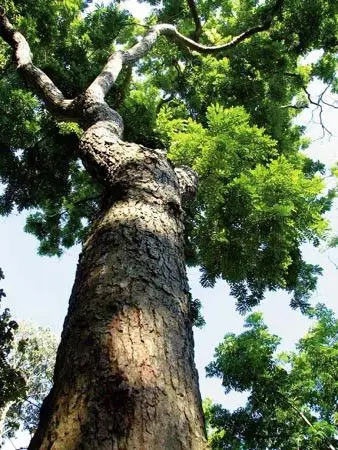 檀香紫檀树长啥样发图欣赏一下