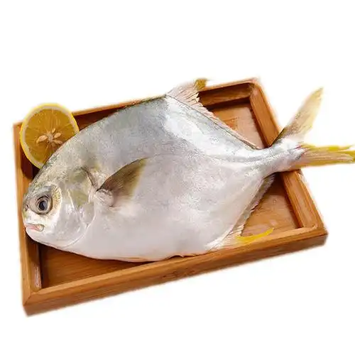 白鲳 东海新鲜冷冻野生大白鲳鱼 3条装 海鲜水产