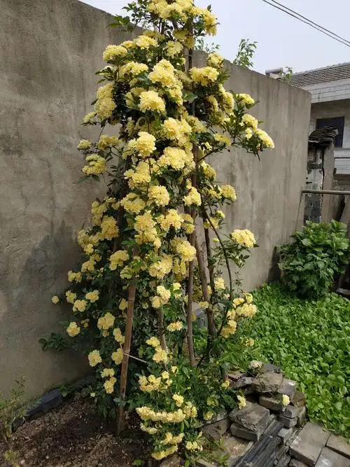 我的黄木香,和海棠花.