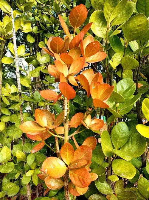 变色的冬青卫矛