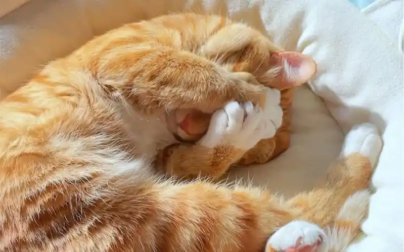 会捂脸睡觉觉的小猫咪超可爱的好嘛