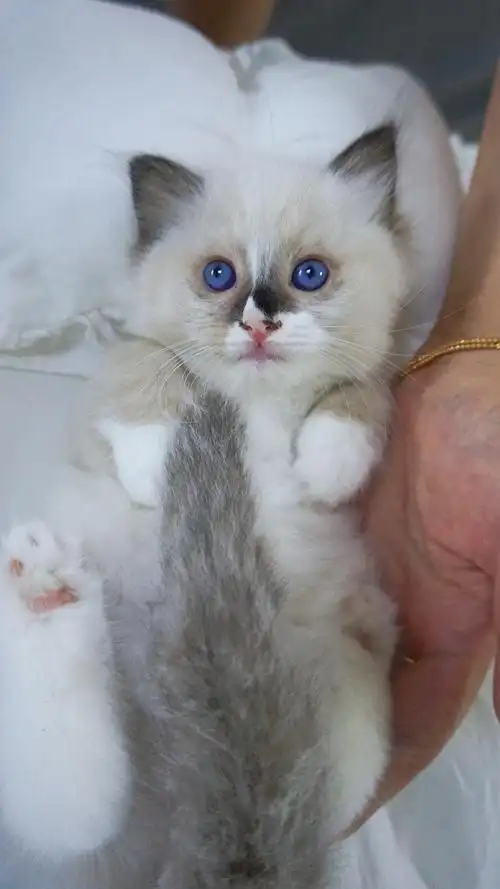 小偿领养失格流星布偶