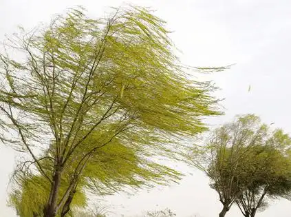 地理视角看高考地理常考的16种风!_风力_风向_空气