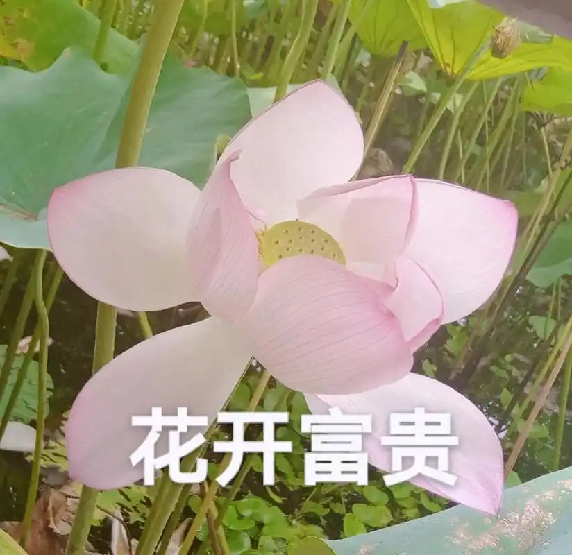 花开富贵头像～ 感觉好好看 附原图
