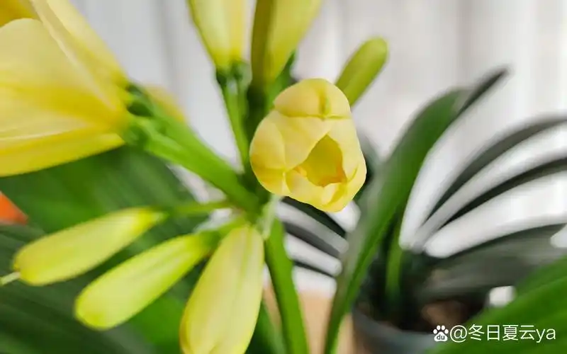 梦幻君子兰开始开花了,不同角度颜色还不一样,不愧是"梦幻".