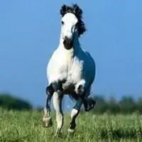 九五至尊在线登录_高清霸气骏马头像_微信头像图片大全