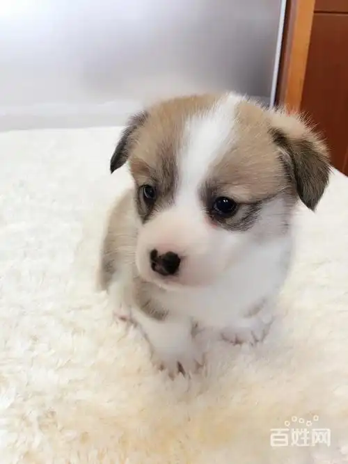 出售矮脚狗柯基犬